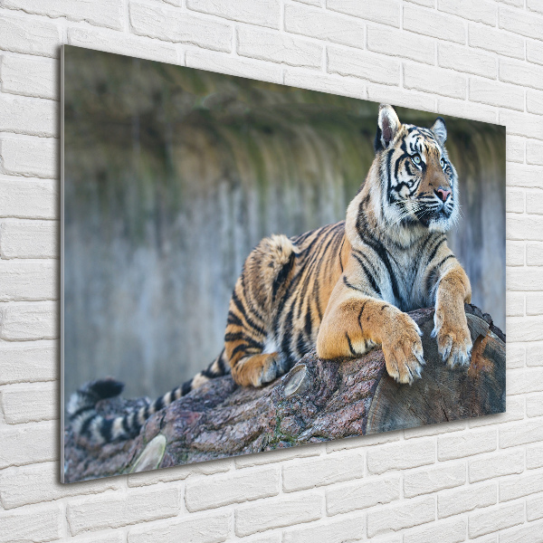 Glass wall art Tiger