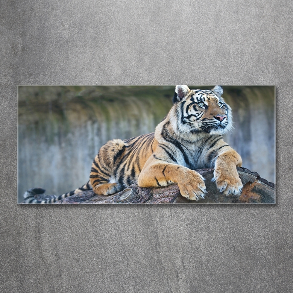 Glass wall art Tiger