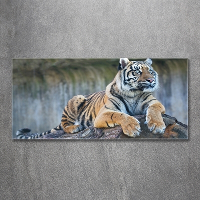 Glass wall art Tiger