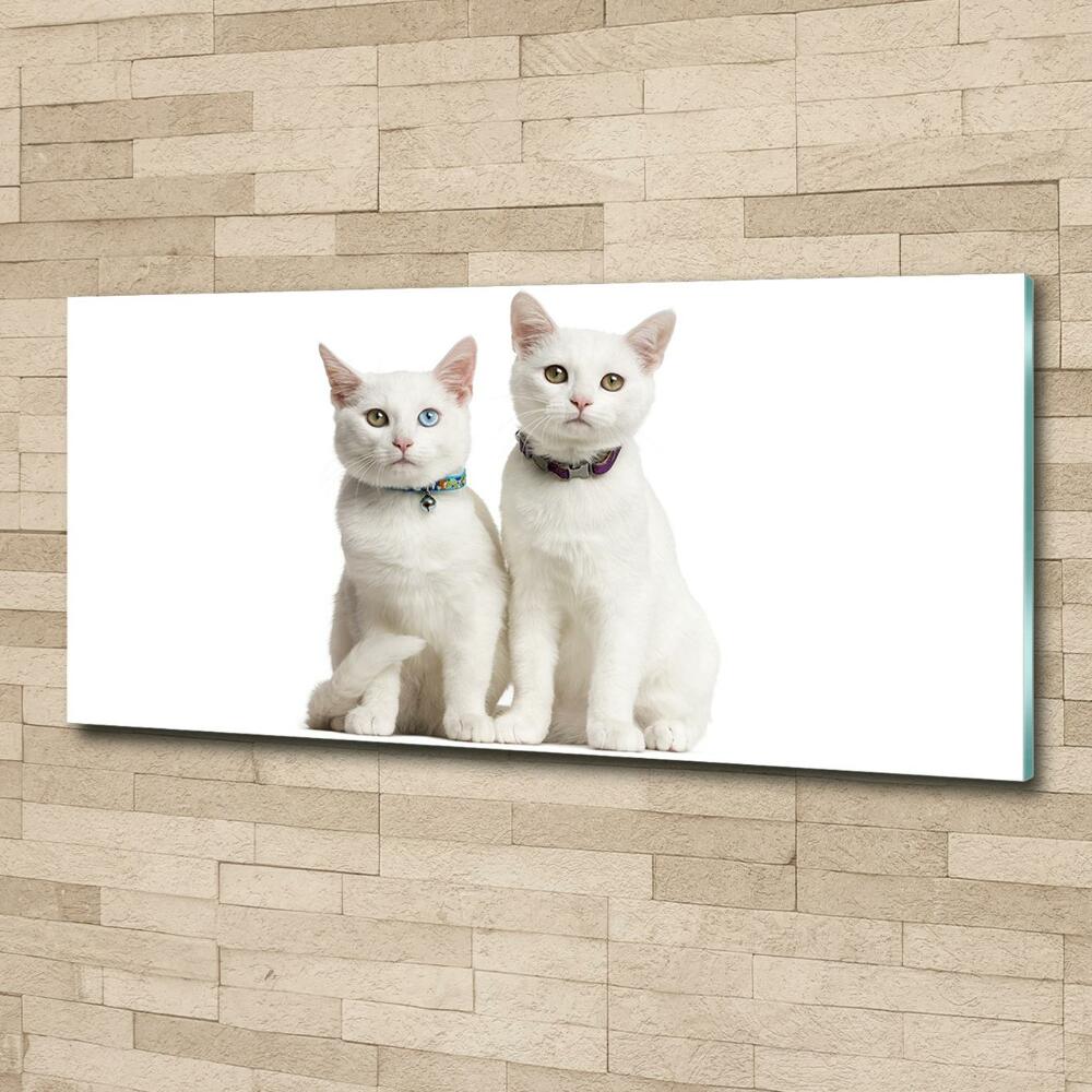 Glass wall art White cats