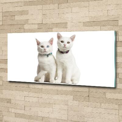 Glass wall art White cats