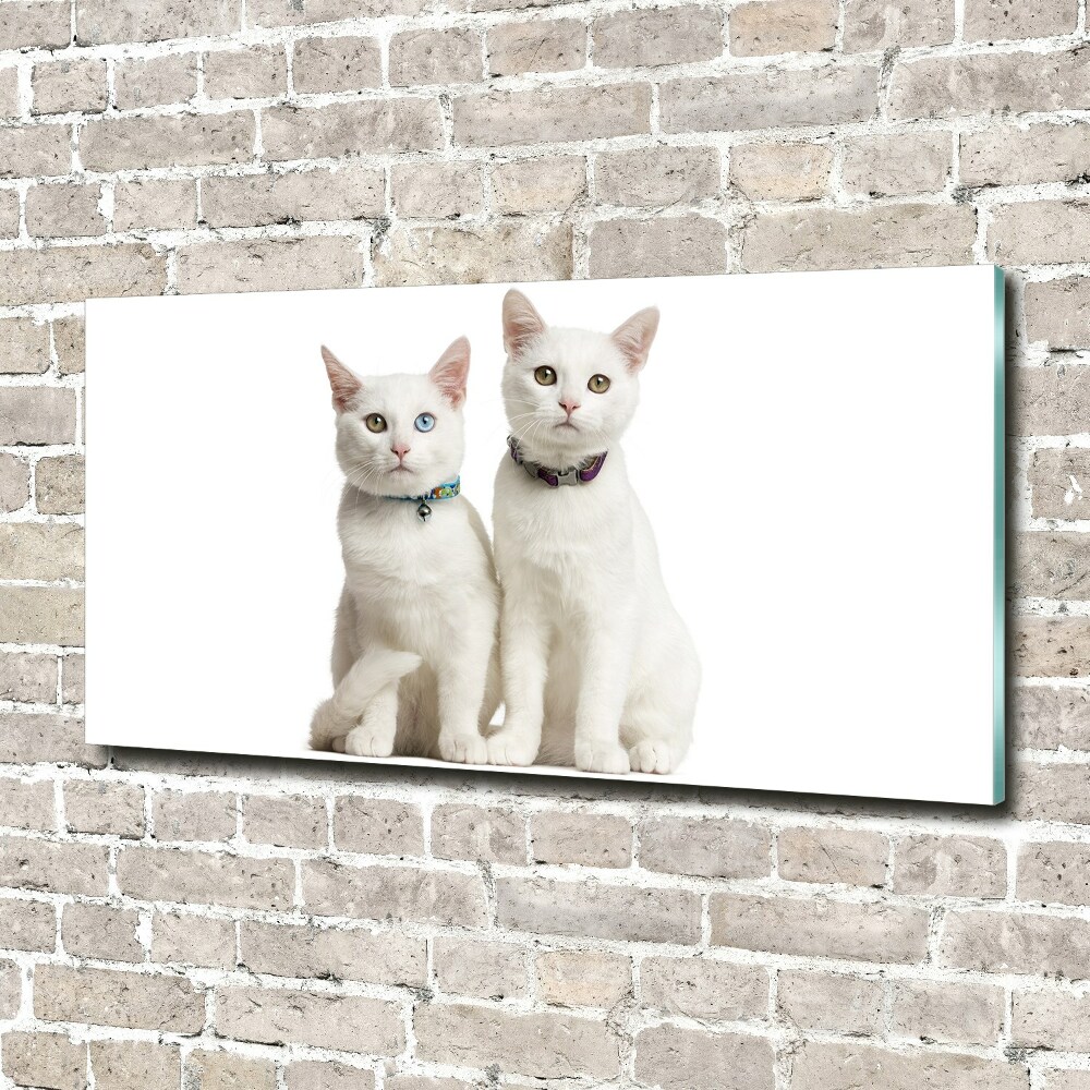 Glass wall art White cats