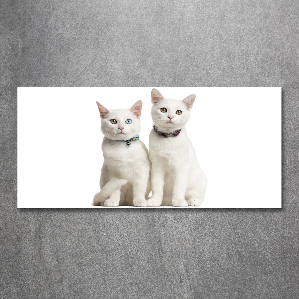 Glass wall art White cats