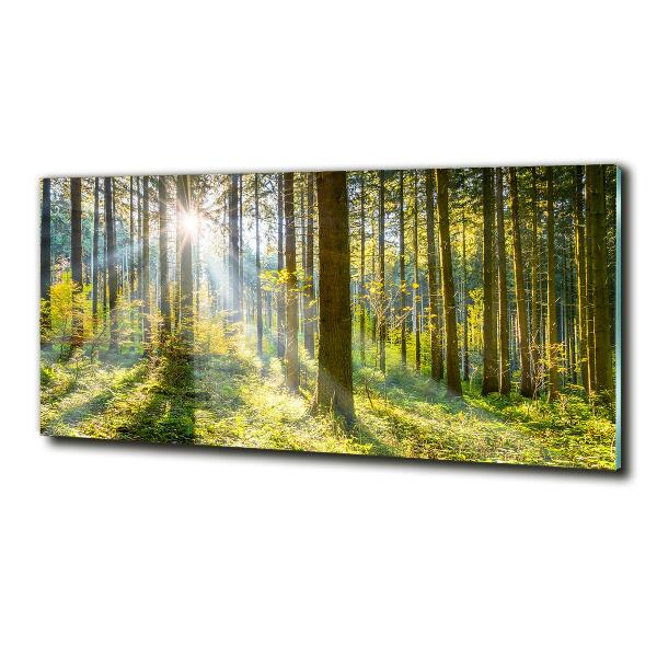 Printed glass wall art Forest in the sun