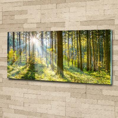 Printed glass wall art Forest in the sun