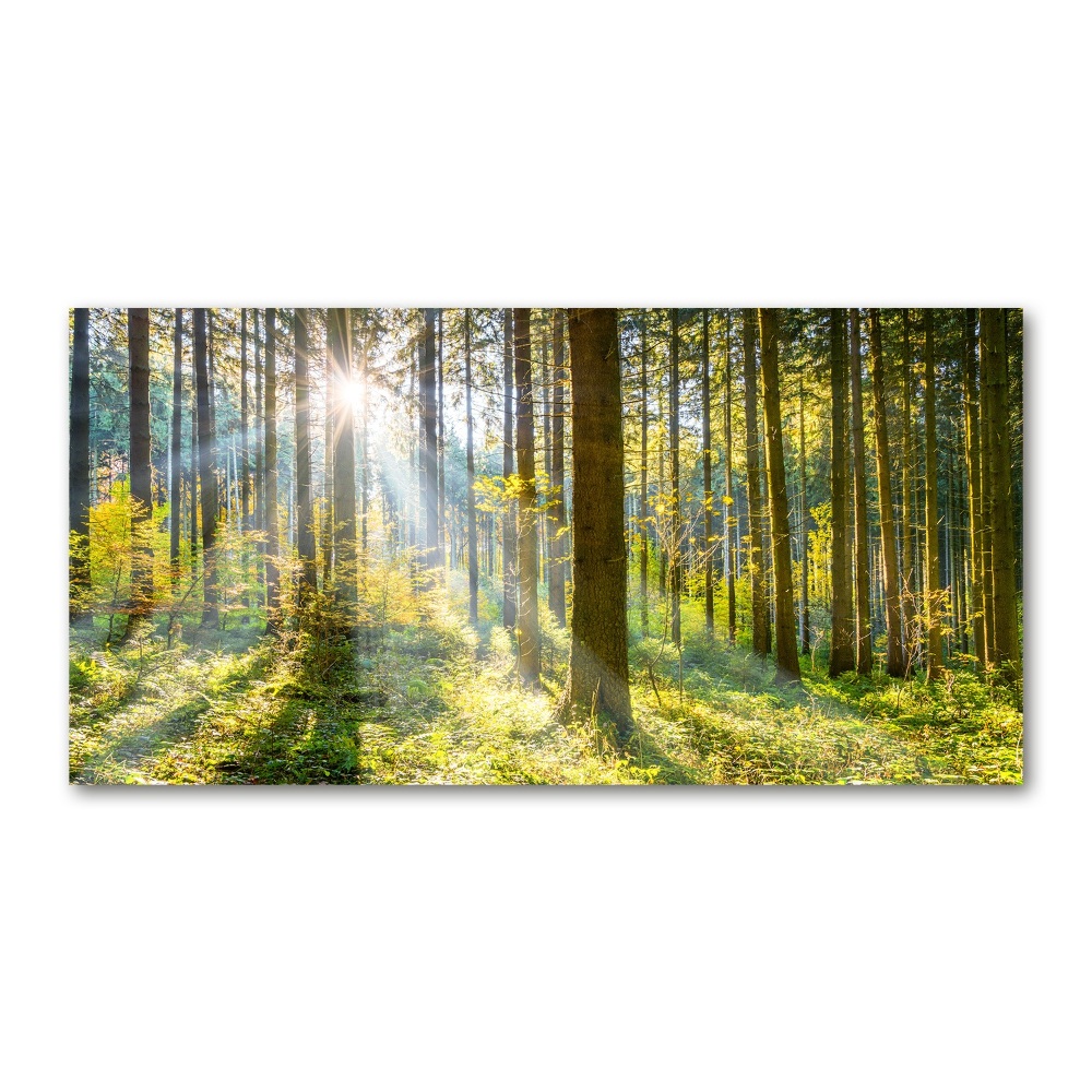 Printed glass wall art Forest in the sun