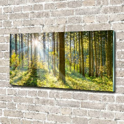 Printed glass wall art Forest in the sun