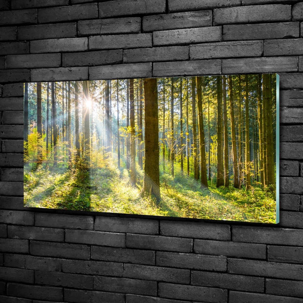 Printed glass wall art Forest in the sun