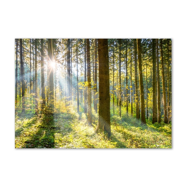 Printed glass wall art Forest in the sun