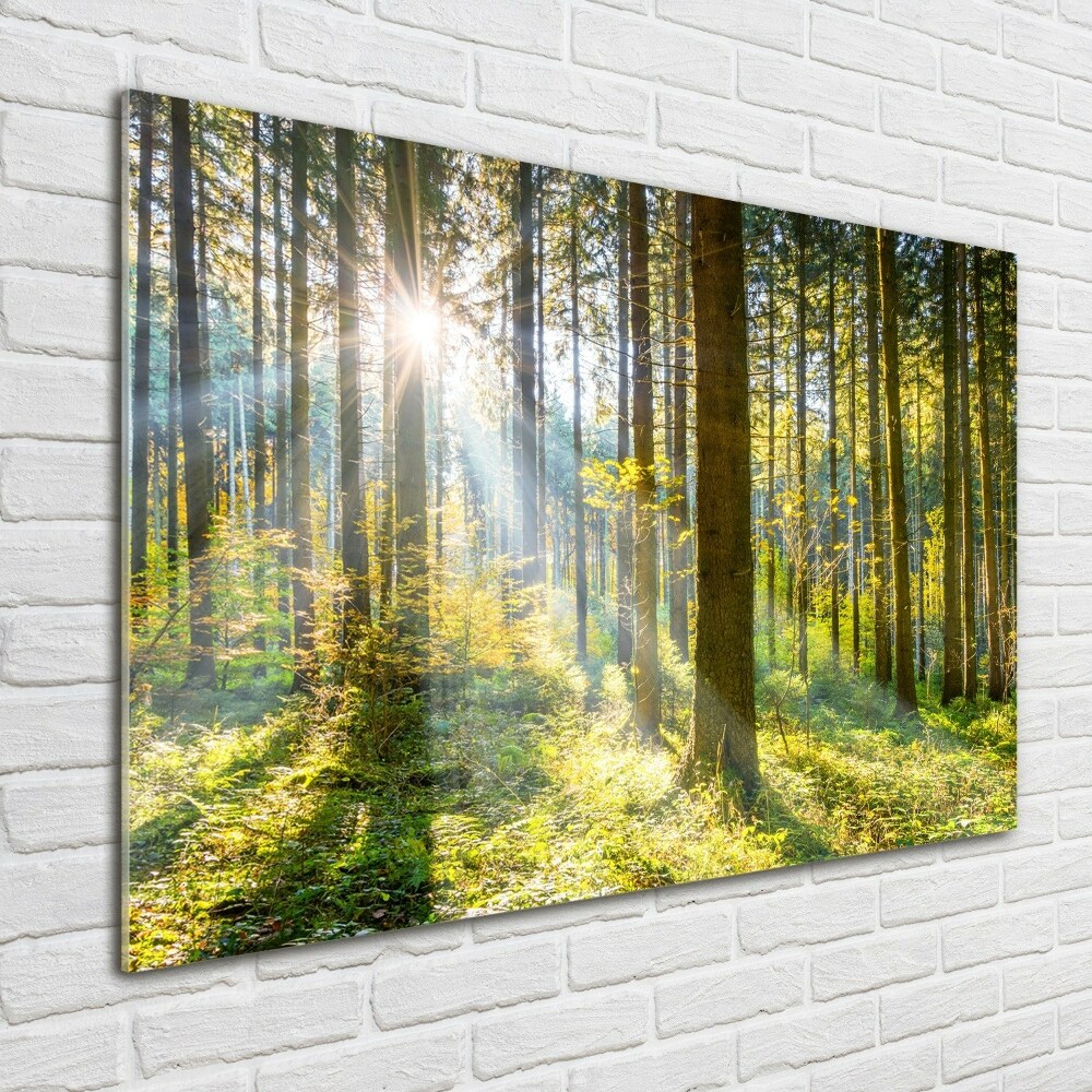 Printed glass wall art Forest in the sun