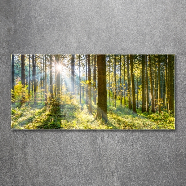 Printed glass wall art Forest in the sun