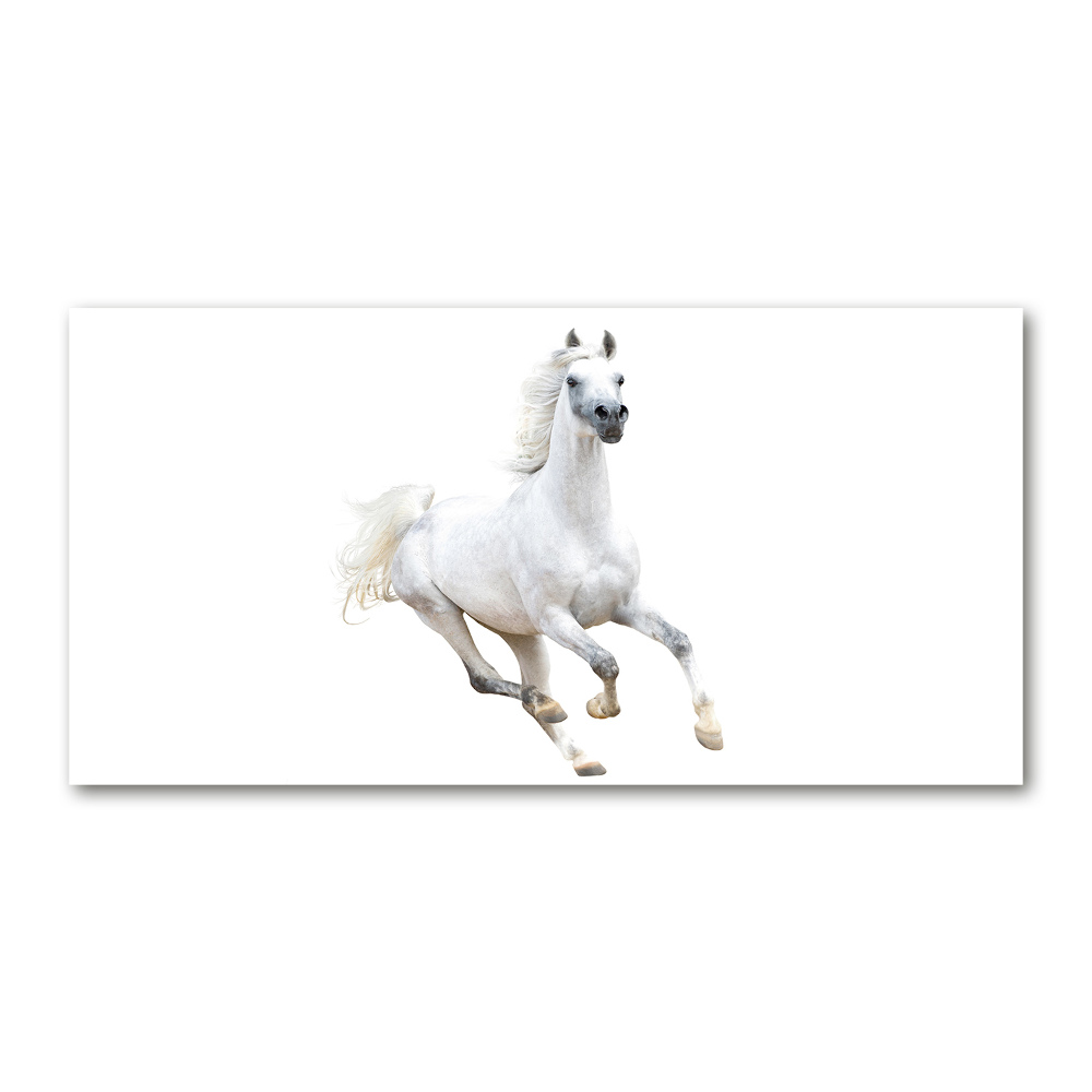 Wall art on glass White arabic horse