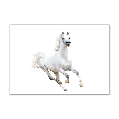 Wall art on glass White arabic horse