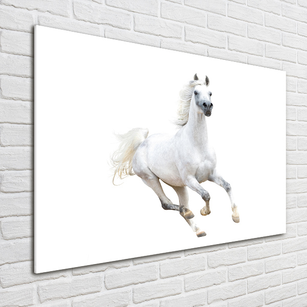 Wall art on glass White arabic horse