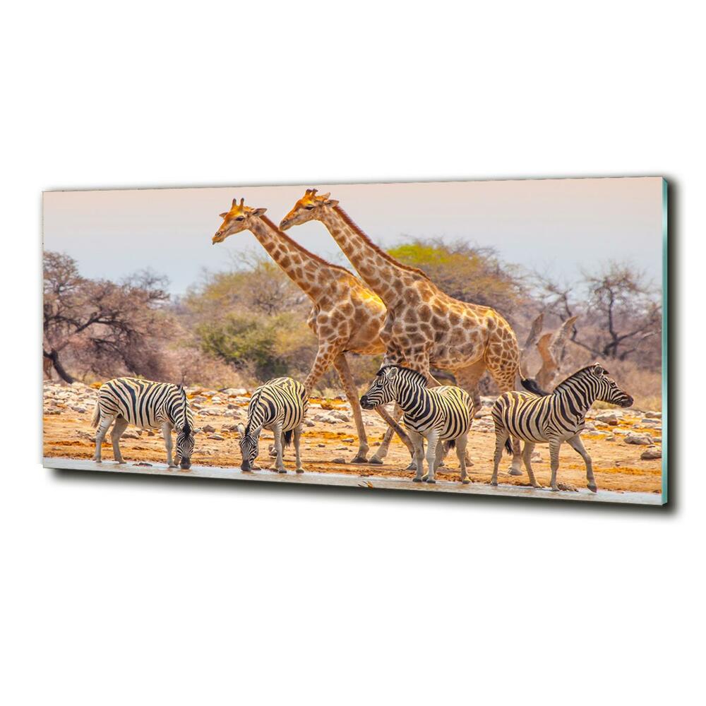 Wall art on glass Giraffes and zebra