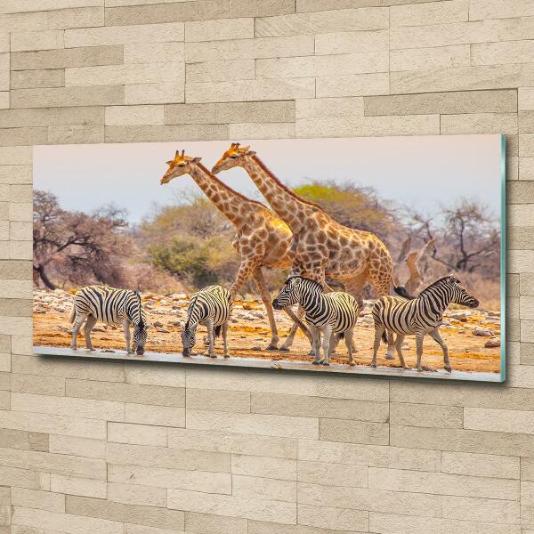 Wall art on glass Giraffes and zebra