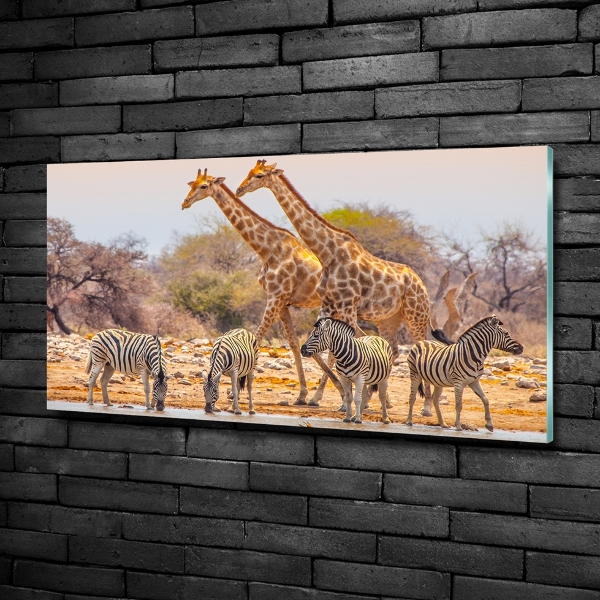 Wall art on glass Giraffes and zebra