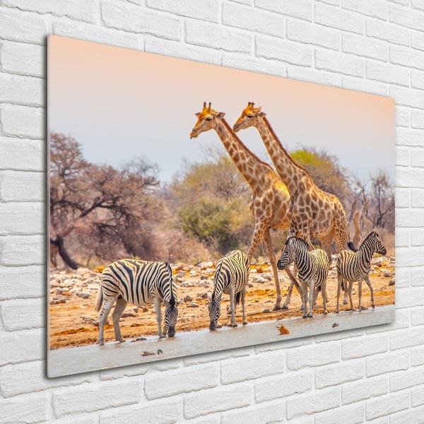 Wall art on glass Giraffes and zebra