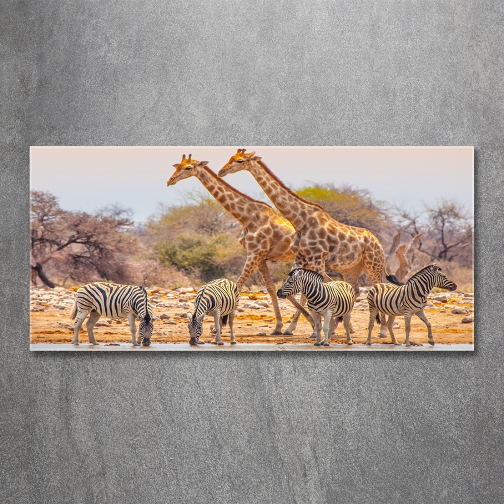 Wall art on glass Giraffes and zebra