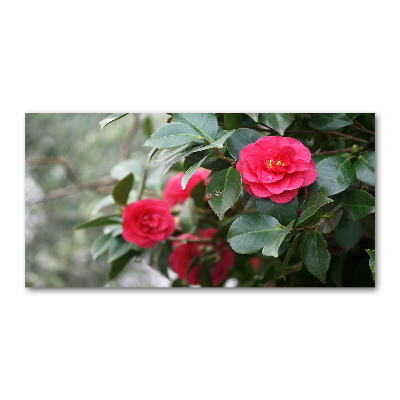 Glass wall art Camellia