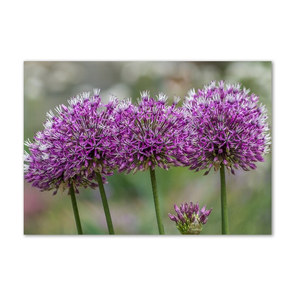 Wall art on glass Garlic flower