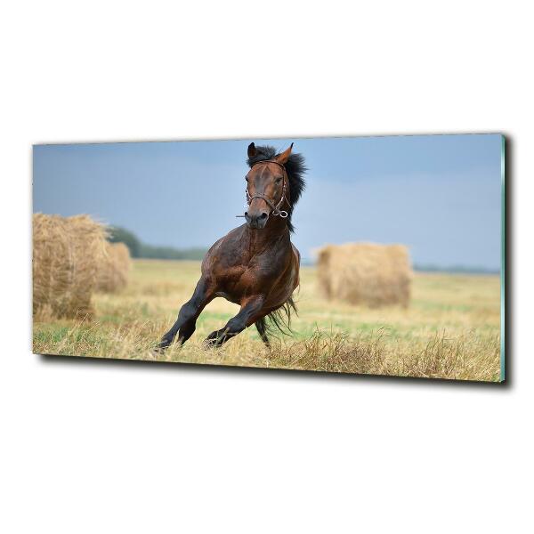 Glass art print Horse at a gallop