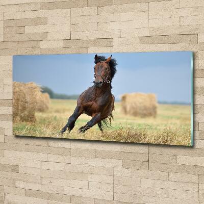 Glass art print Horse at a gallop