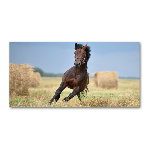 Glass art print Horse at a gallop