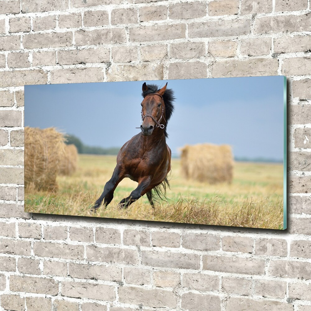 Glass art print Horse at a gallop