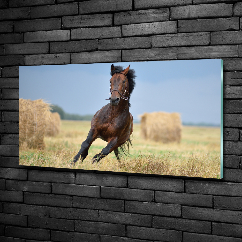 Glass art print Horse at a gallop