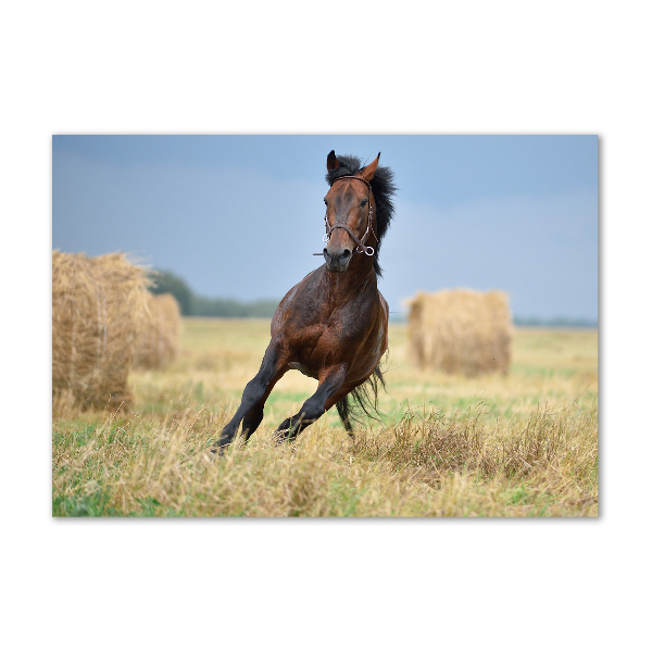 Glass art print Horse at a gallop