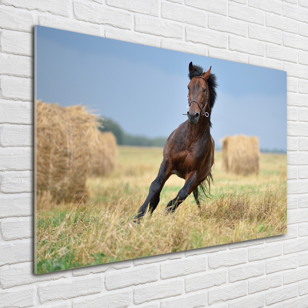 Glass art print Horse at a gallop