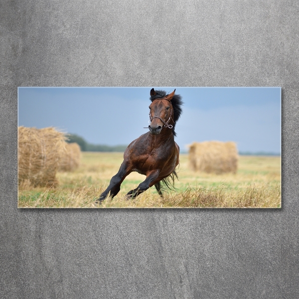 Glass art print Horse at a gallop