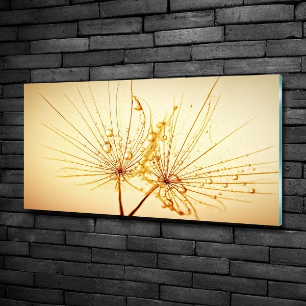 Wall art on glass Dandelion seeds