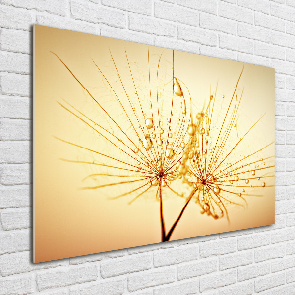 Wall art on glass Dandelion seeds