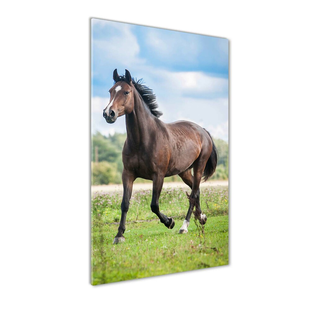 Wall art on glass Horse