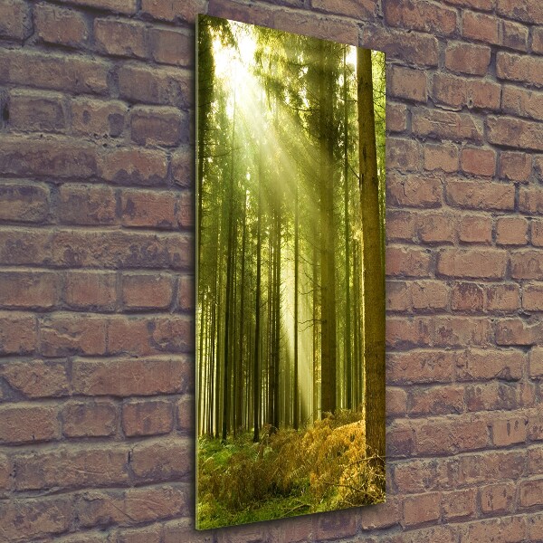 Glass wall art The sun in the forest