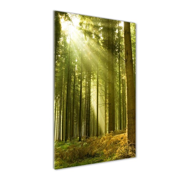 Glass wall art The sun in the forest