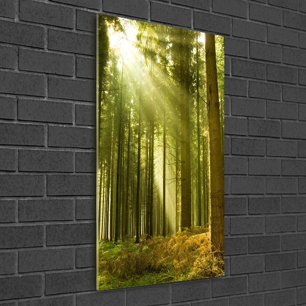 Glass wall art The sun in the forest