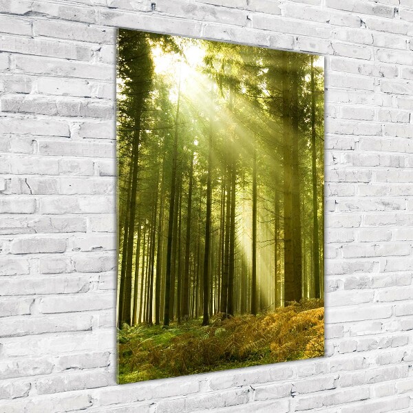 Glass wall art The sun in the forest