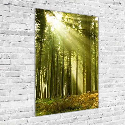 Glass wall art The sun in the forest