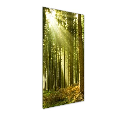 Glass wall art The sun in the forest