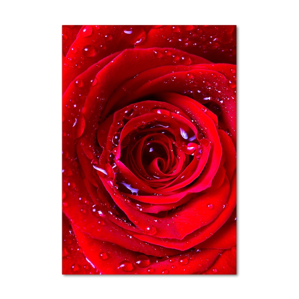 Glass wall art Red rose