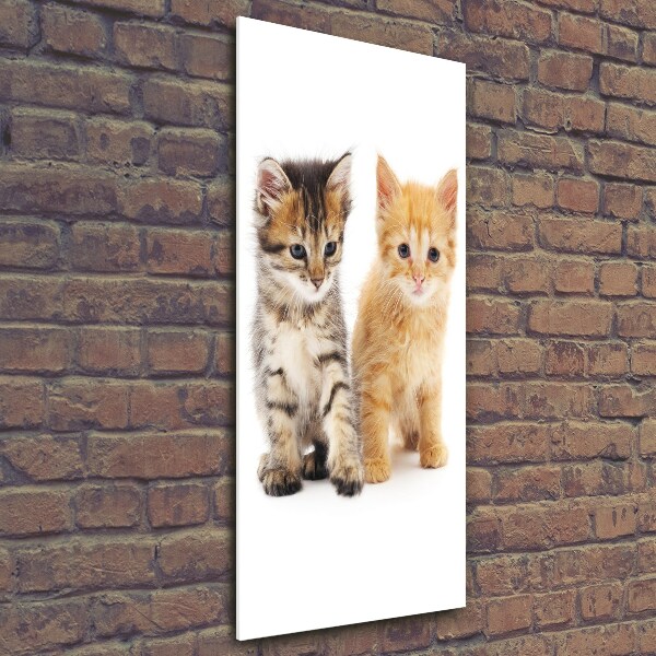 Wall art on glass Gray and red cat