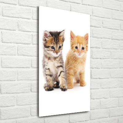 Wall art on glass Gray and red cat