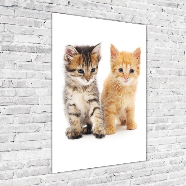 Wall art on glass Gray and red cat