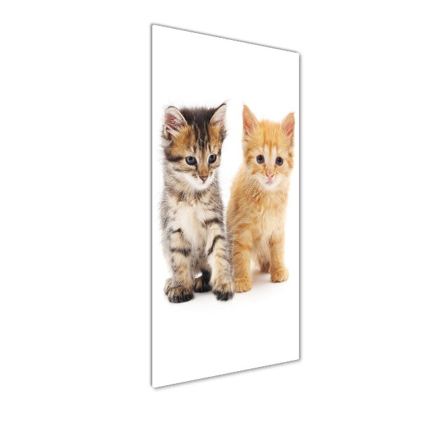 Wall art on glass Gray and red cat