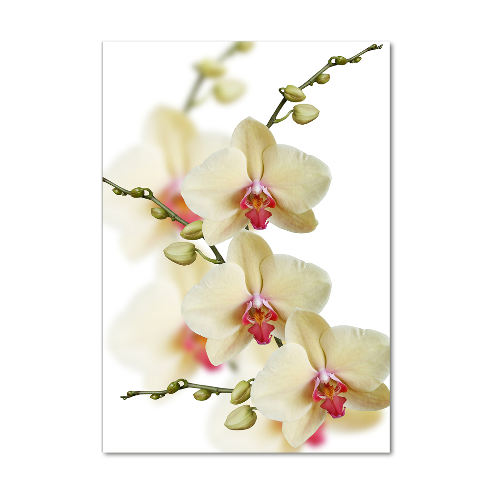 Glass wall art Orchid