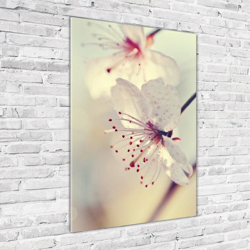 Print on a a glass Cherry blossoms