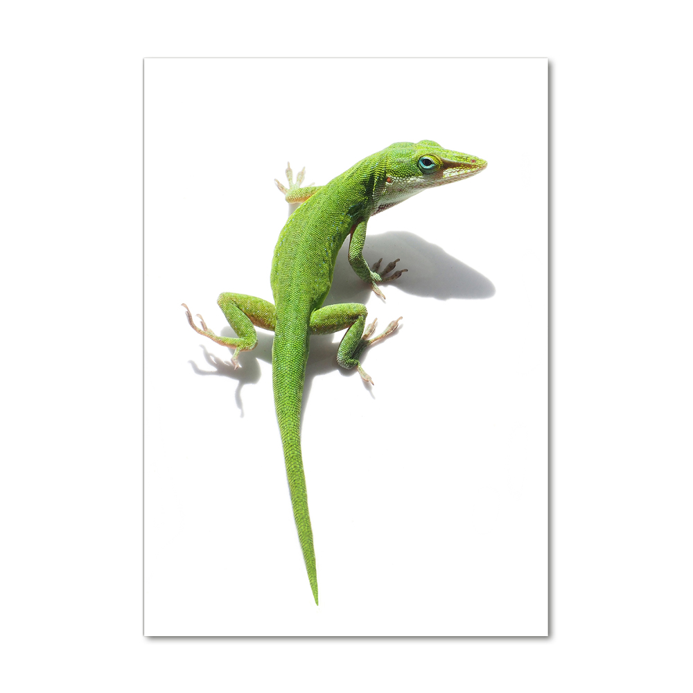 Print on a a glass Green lizard